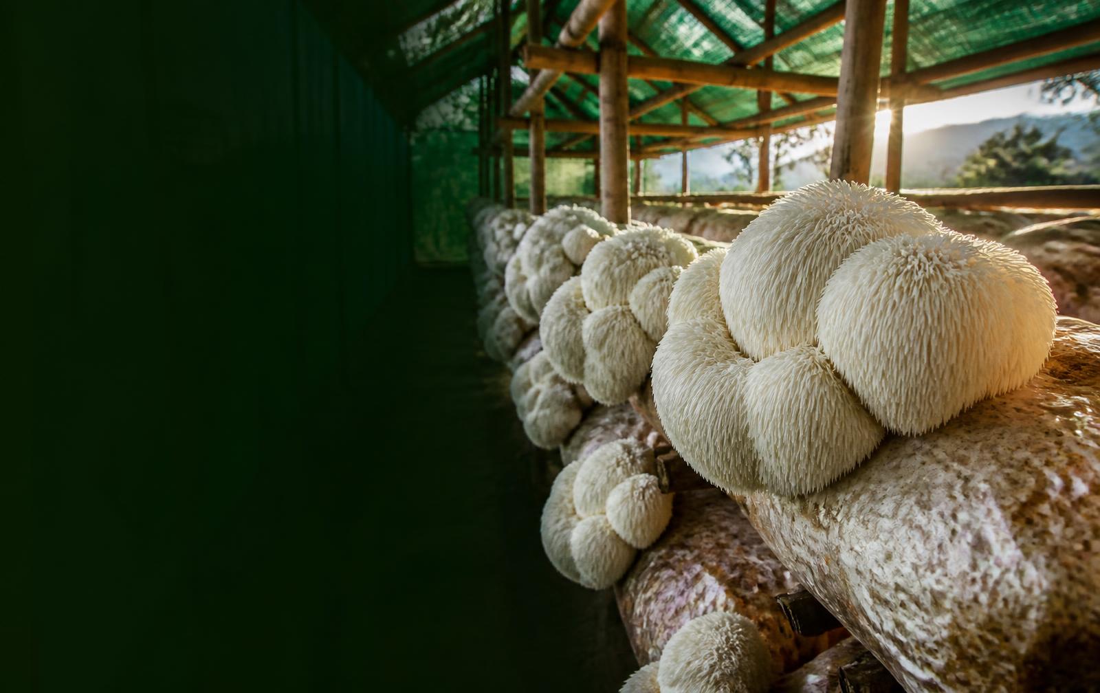 Lion's Mane mushrooms growing in a Kenyan highland cultivation shed